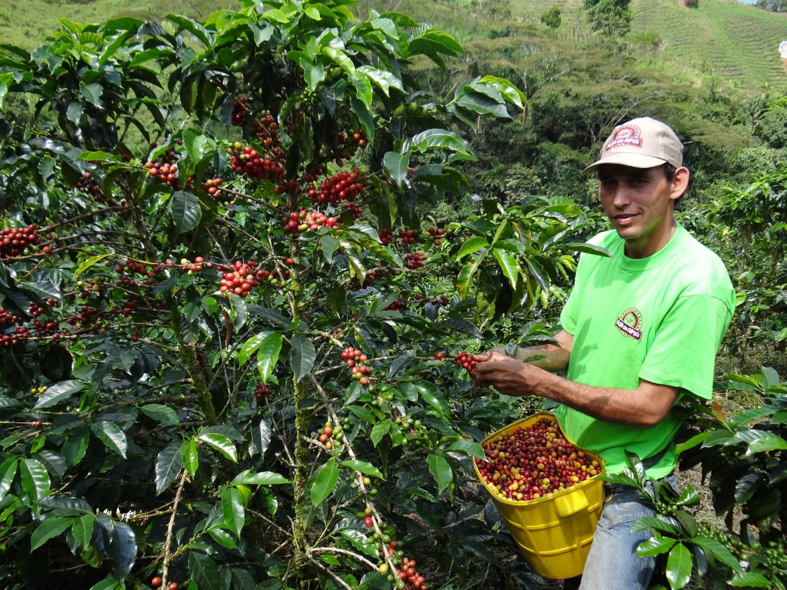 CAFÉ DE COLOMBIA