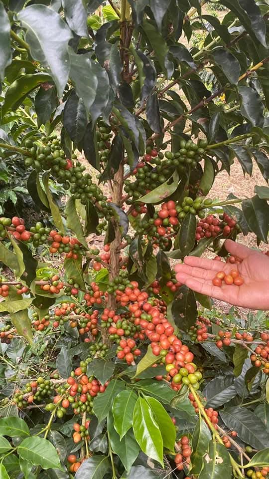 CAFÉ DE COLOMBIA