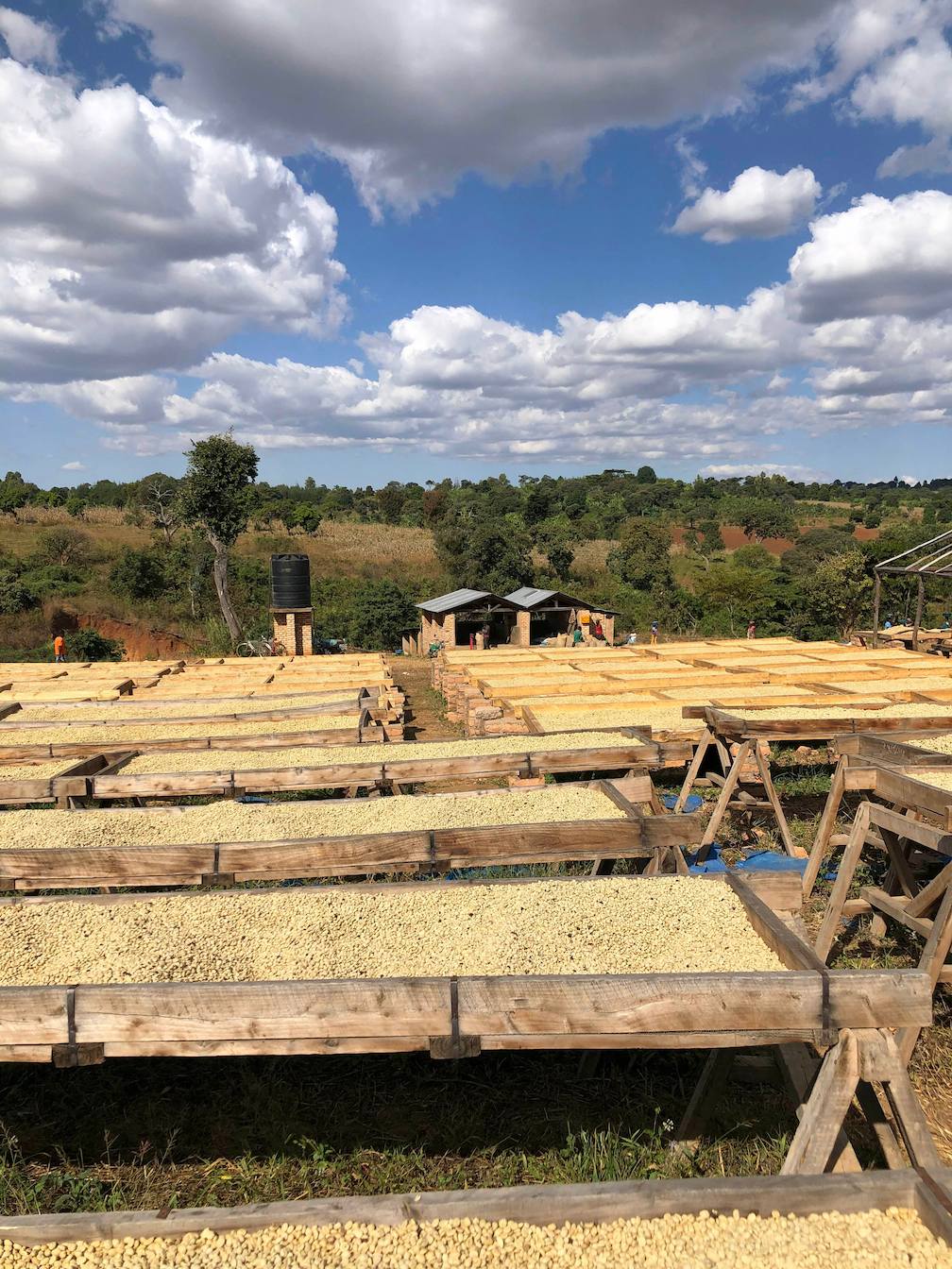 Tanzania -  Mbozi, Mbeya & Mbinga - Productores locales - Lavado-1