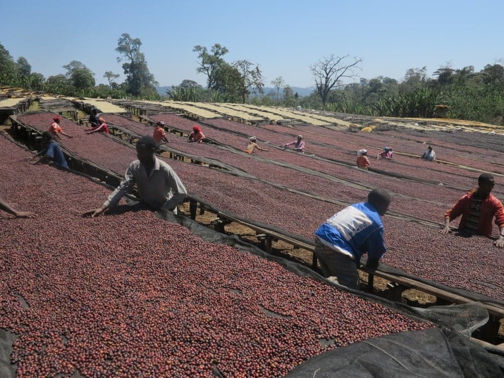 CAFÉ DE ETIOPÍA